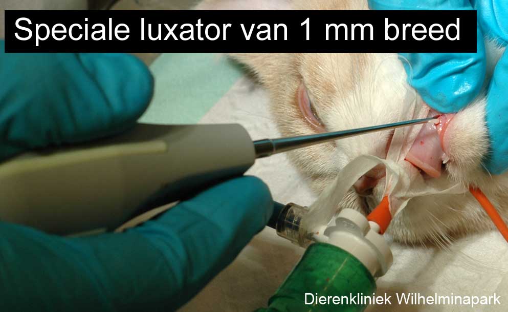 Met een speciale luxator van 1 mm breed wordt de hoektand losgemaakt.